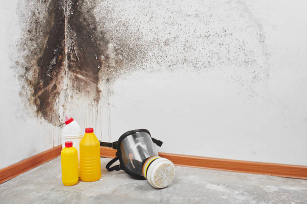 Mold Removal and Inspection in Hollywood Park, TX