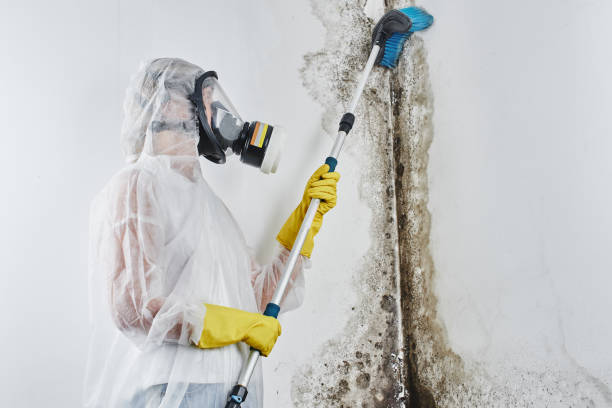 Best Residential Mold Removal  in Hollywood Park, TX