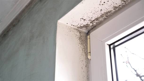 Best Mold Testing  in Hollywood Park, TX