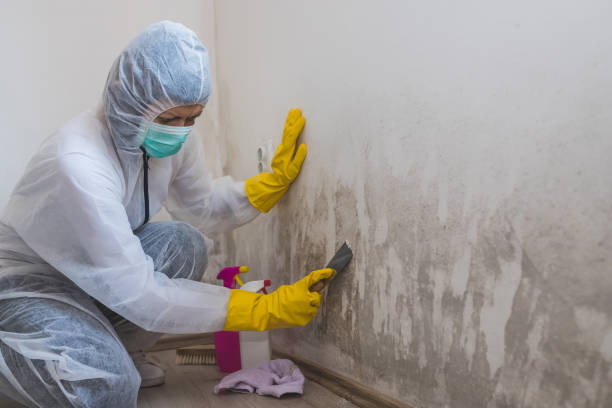 Best Emergency Mold Removal  in Hollywood Park, TX