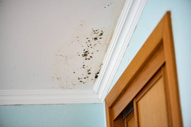 Best Mold Damage Repair  in Hollywood Park, TX