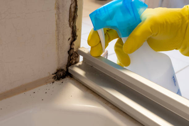 Best Mold Testing and Removal  in Hollywood Park, TX