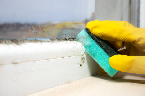 Reliable Hollywood Park, TX Mold Removal Solutions