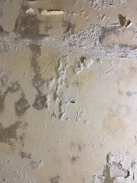 Best Best Mold Removal Companies  in Hollywood Park, TX