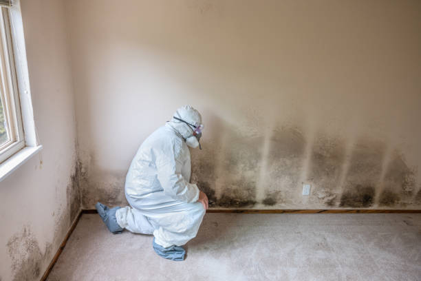 Best Mold Removal Near Me  in Hollywood Park, TX
