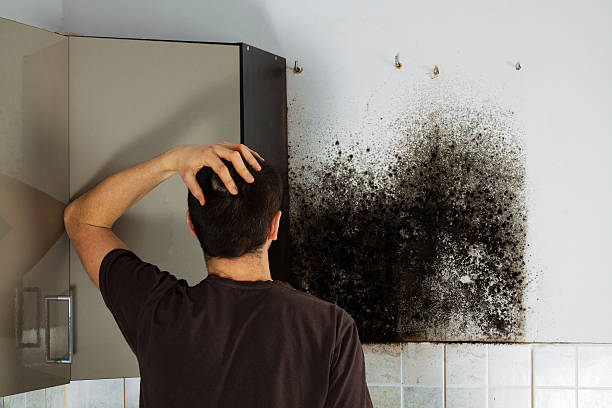 Best Commercial Mold Removal  in Hollywood Park, TX