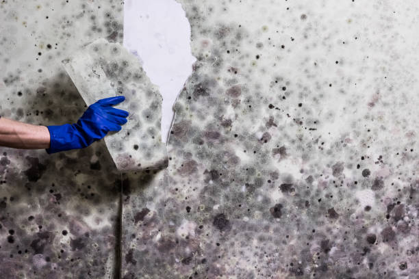 Best Mold Remediation  in Hollywood Park, TX