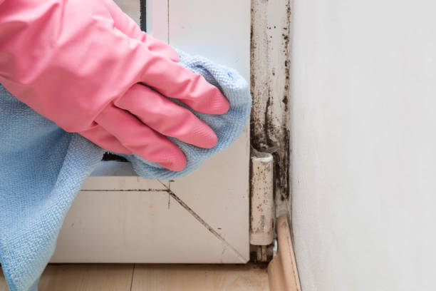 Best Professional Mold Removal  in Hollywood Park, TX