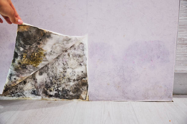 Best Fast Mold Removal  in Hollywood Park, TX